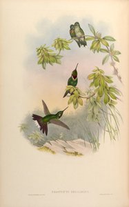 Urosticte benjamini door John Gould